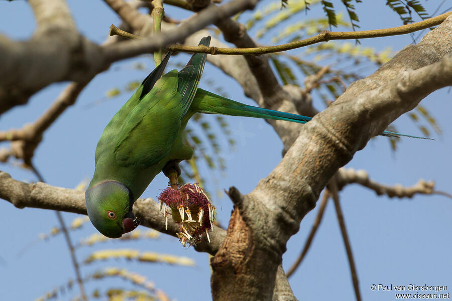 Rose-ringed Parakeet