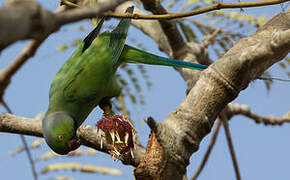 Rose-ringed Parakeet