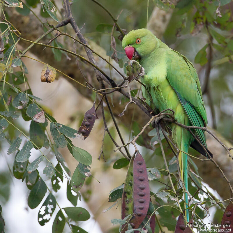 Rose-ringed Parakeet