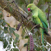 Rose-ringed Parakeet