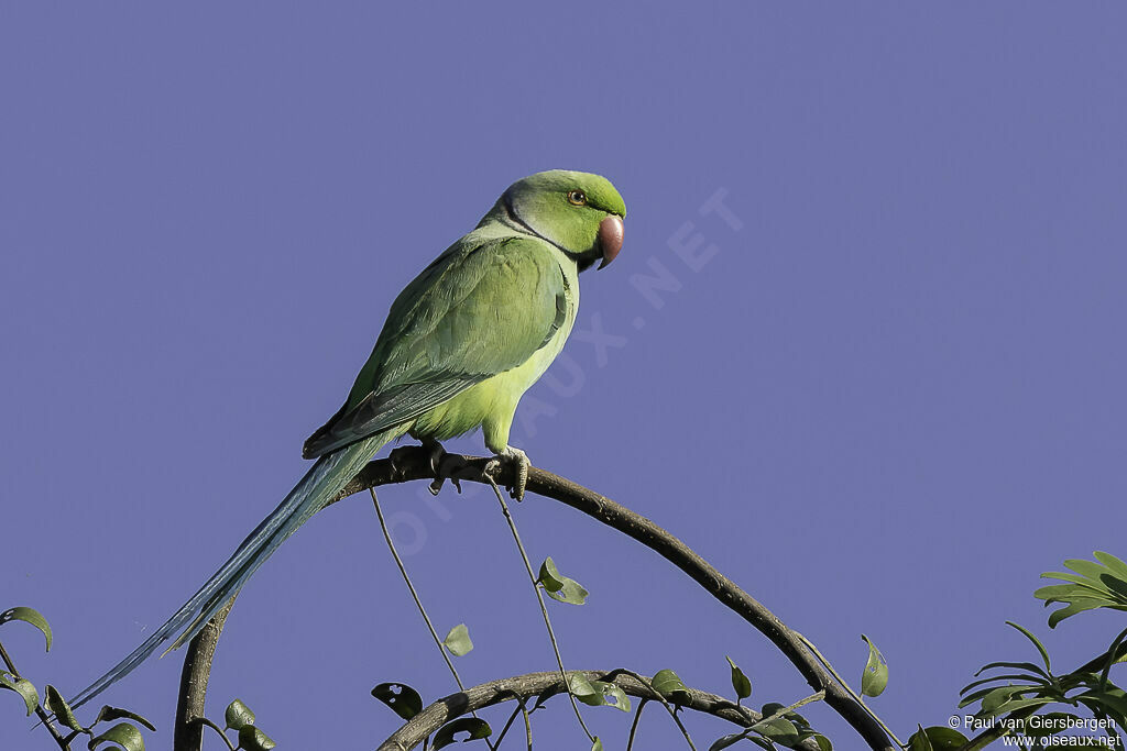 Rose-ringed Parakeet male adult