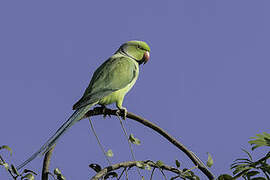 Rose-ringed Parakeet