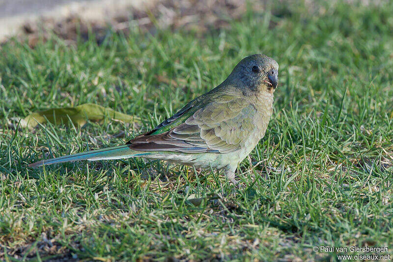 Perruche à croupion rouge pava276888