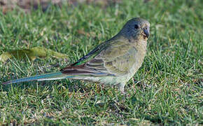 Red-rumped Parrot