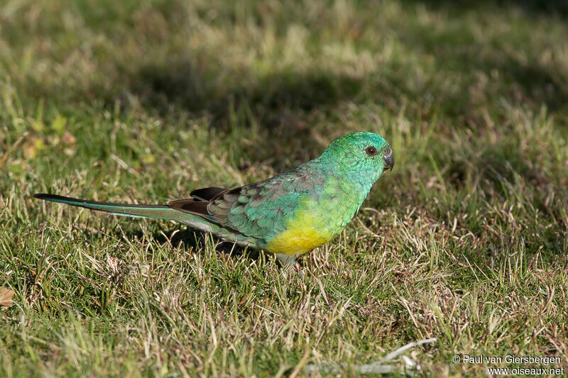 Red-rumped Parrot