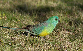 Red-rumped Parrot