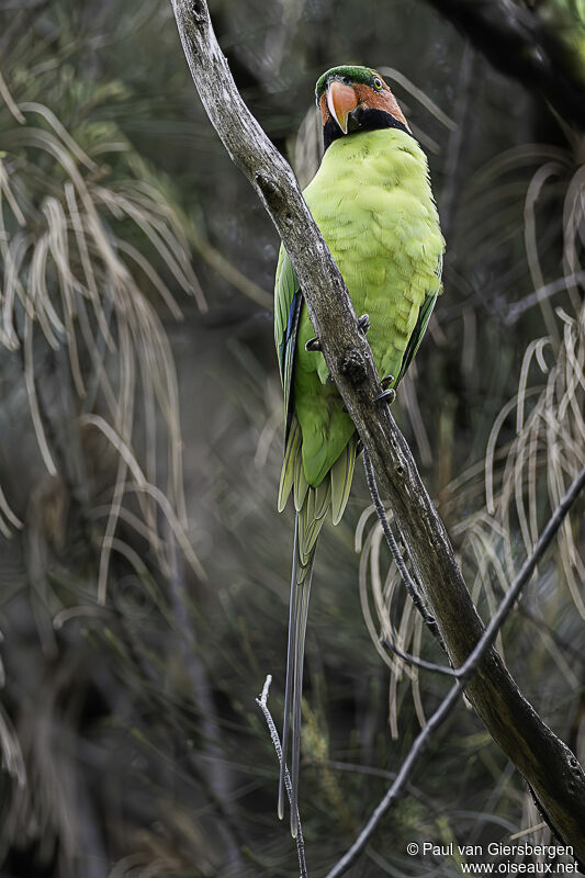 Long-tailed Parakeetadult