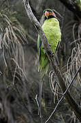 Long-tailed Parakeet