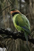 Long-tailed Parakeet