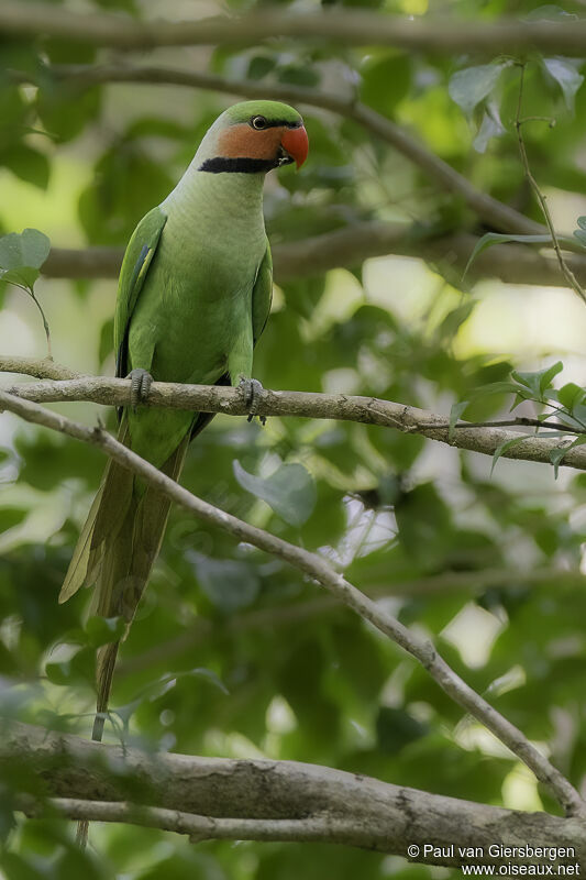 Long-tailed Parakeetadult