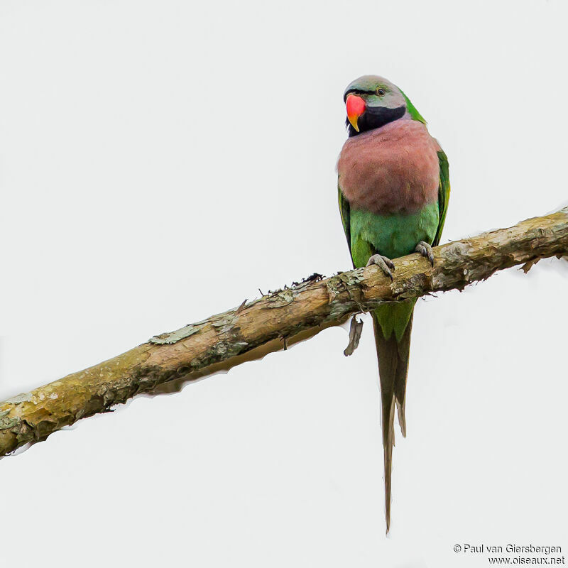 Red-breasted Parakeet