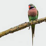 Red-breasted Parakeet