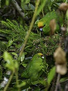 Yellow-crowned Parakeet