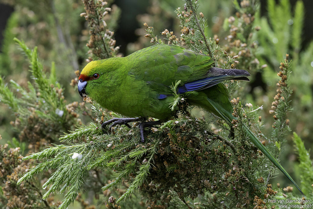 Yellow-crowned Parakeetadult