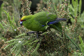 Yellow-crowned Parakeet