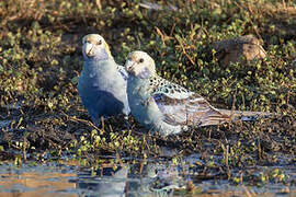 Pale-headed Rosella