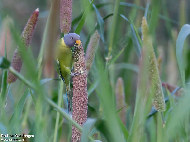 Plum-headed Parakeet female adult, feeding habits