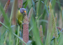 Plum-headed Parakeet