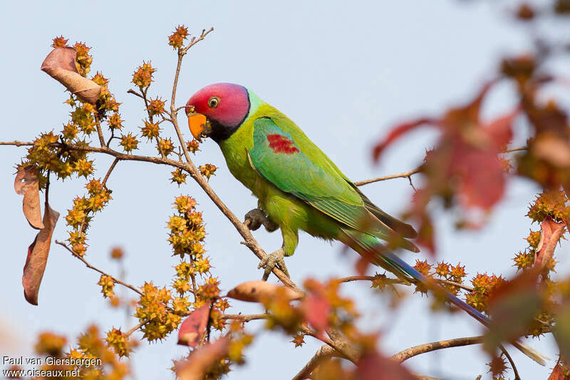 Plum-headed Parakeet male adult, identification