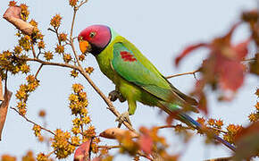 Plum-headed Parakeet