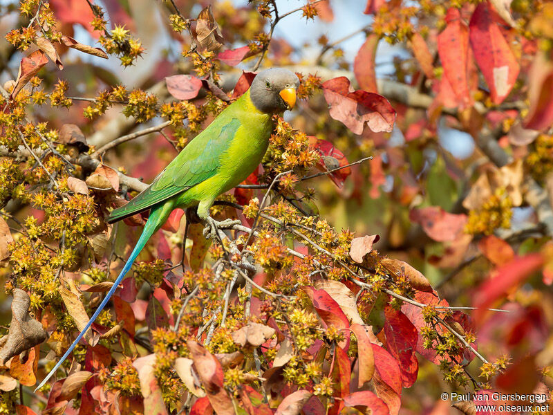 Plum-headed Parakeet