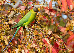 Plum-headed Parakeet