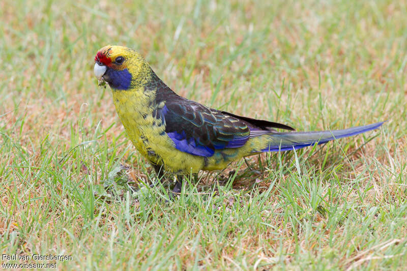 Green Rosellaadult, identification