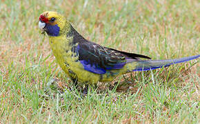 Green Rosella