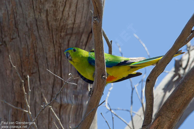 Orange-bellied Parrotadult