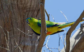 Orange-bellied Parrot