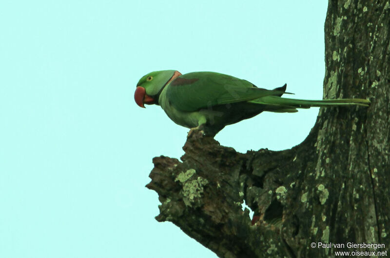 Alexandrine Parakeet male adult, habitat, pigmentation
