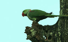 Alexandrine Parakeet