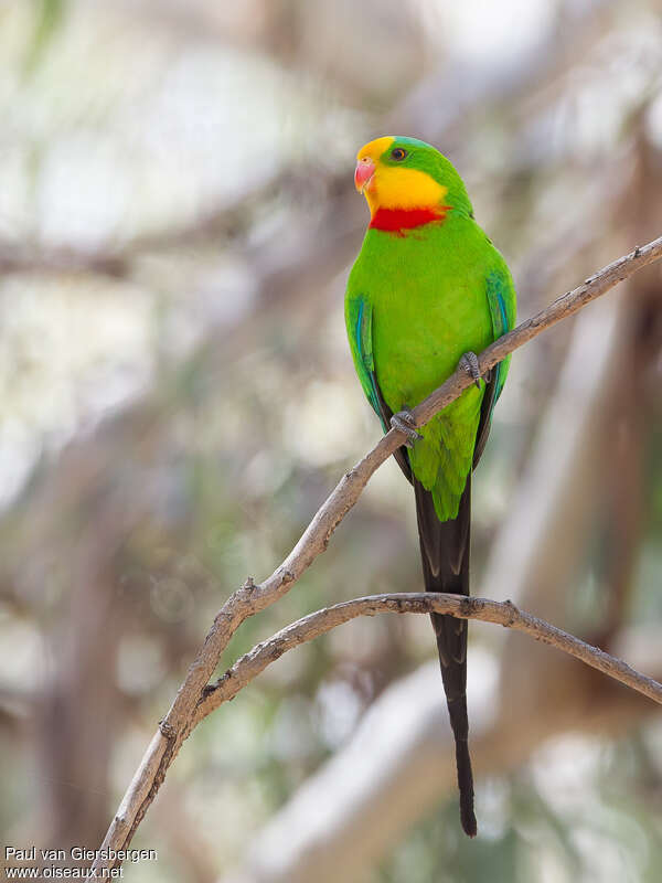 Superb Parrot male adult, close-up portrait