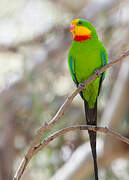 Superb Parrot