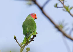 Red-cheeked Parrot