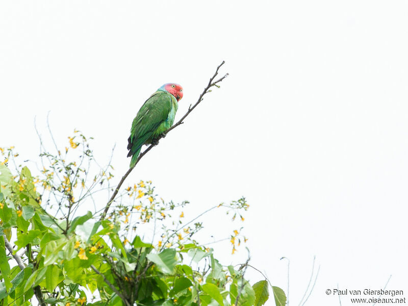 Red-cheeked Parrot