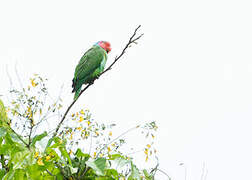 Red-cheeked Parrot