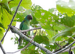 Red-cheeked Parrot