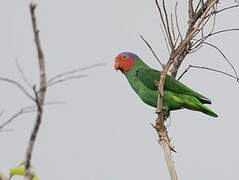 Red-cheeked Parrot