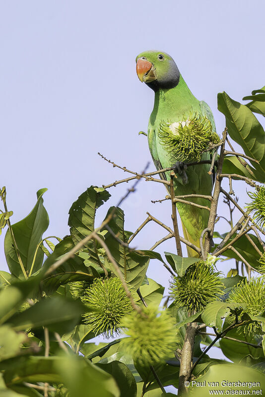 Layard's Parakeetadult