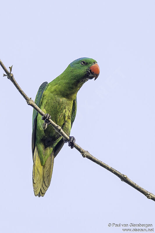 Blue-naped Parrotadult