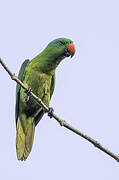 Blue-naped Parrot