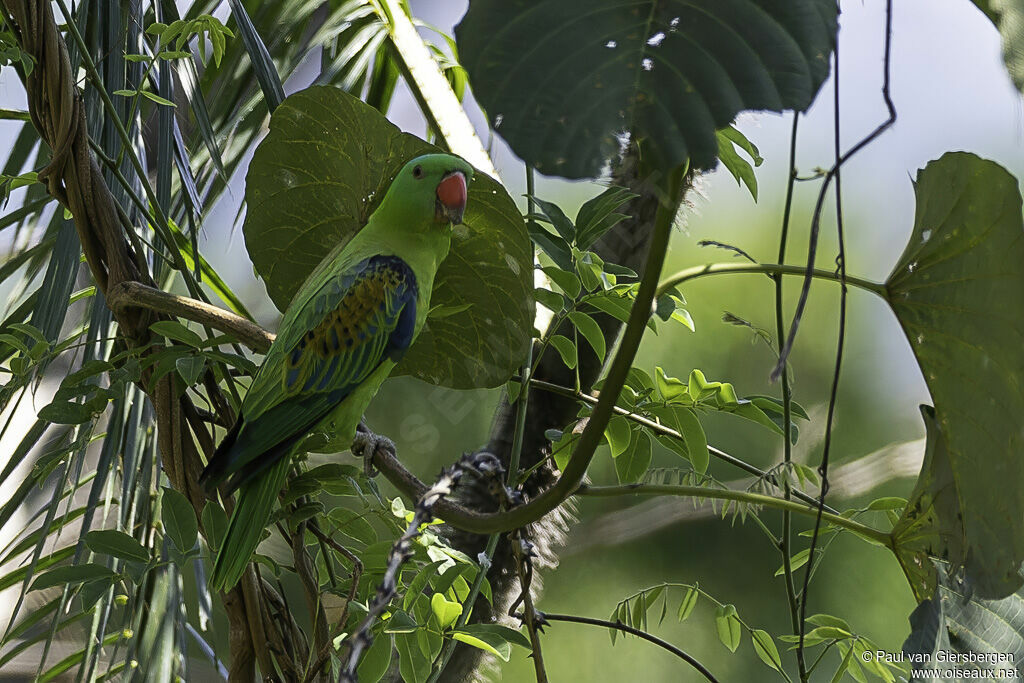 Blue-naped Parrotadult