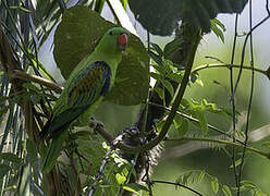 Blue-naped Parrot