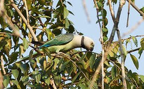 Blue-winged Parakeet