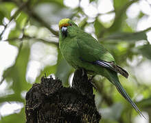 Malherbe's Parakeet