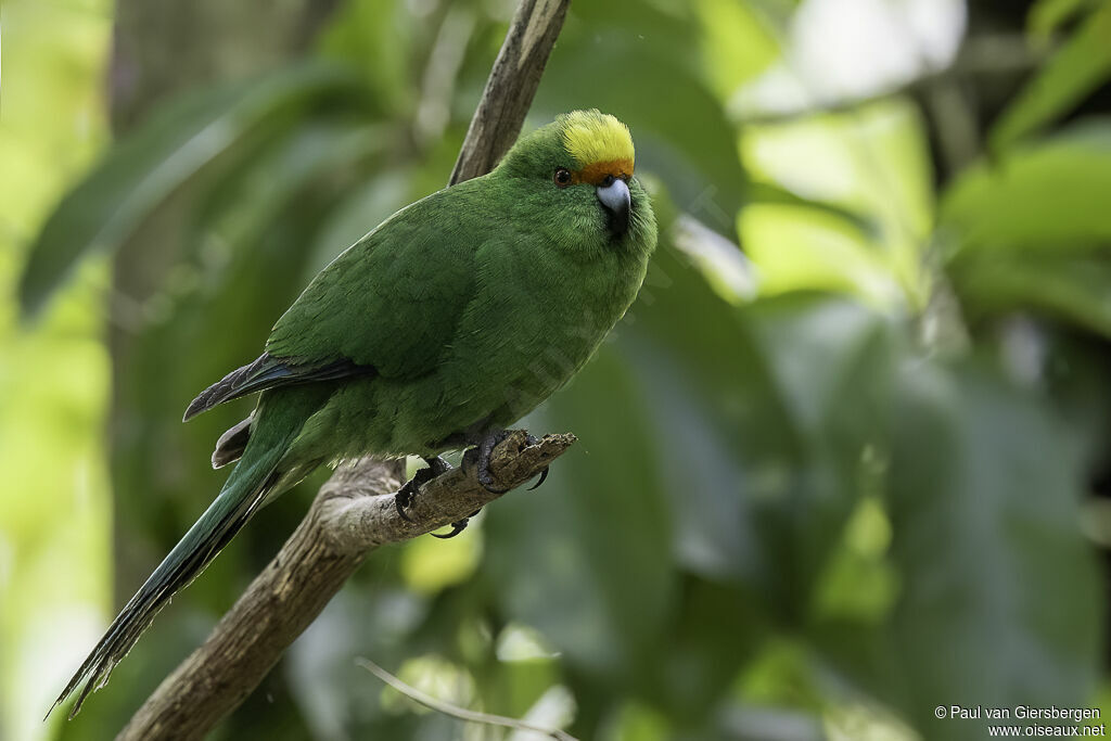 Malherbe's Parakeetadult