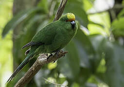 Malherbe's Parakeet