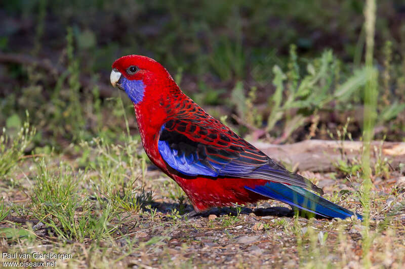 Crimson Rosellaadult, identification