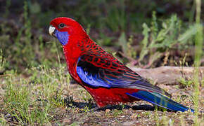 Crimson Rosella